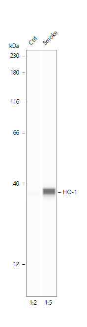 Human/Mouse HO‑1/HMOX1/HSP32 Antibody AF3776