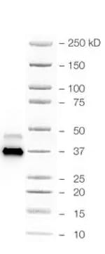Rabbit IgG Horseradish Peroxidase-conjugated Antibody HAF008