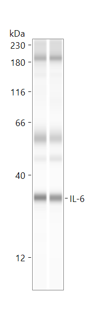 Mouse IL‑6 Antibody MAB406