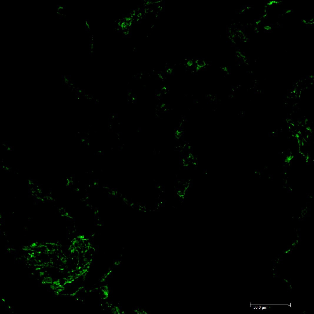 CD31/PECAM-1 Antibody (JC/70A) - BSA Free NB600-562