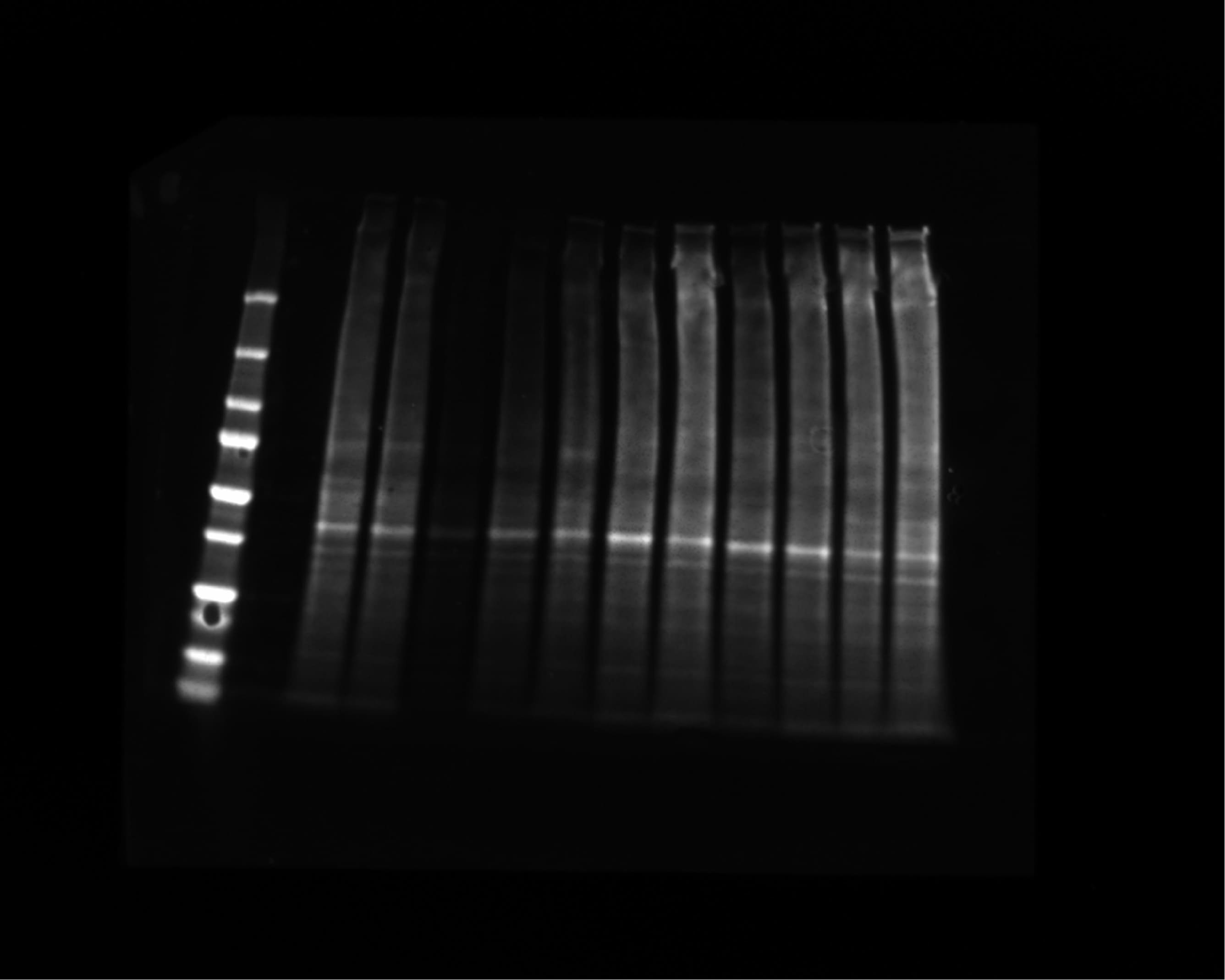 TGF-beta 2 Antibody (8607) MAB612