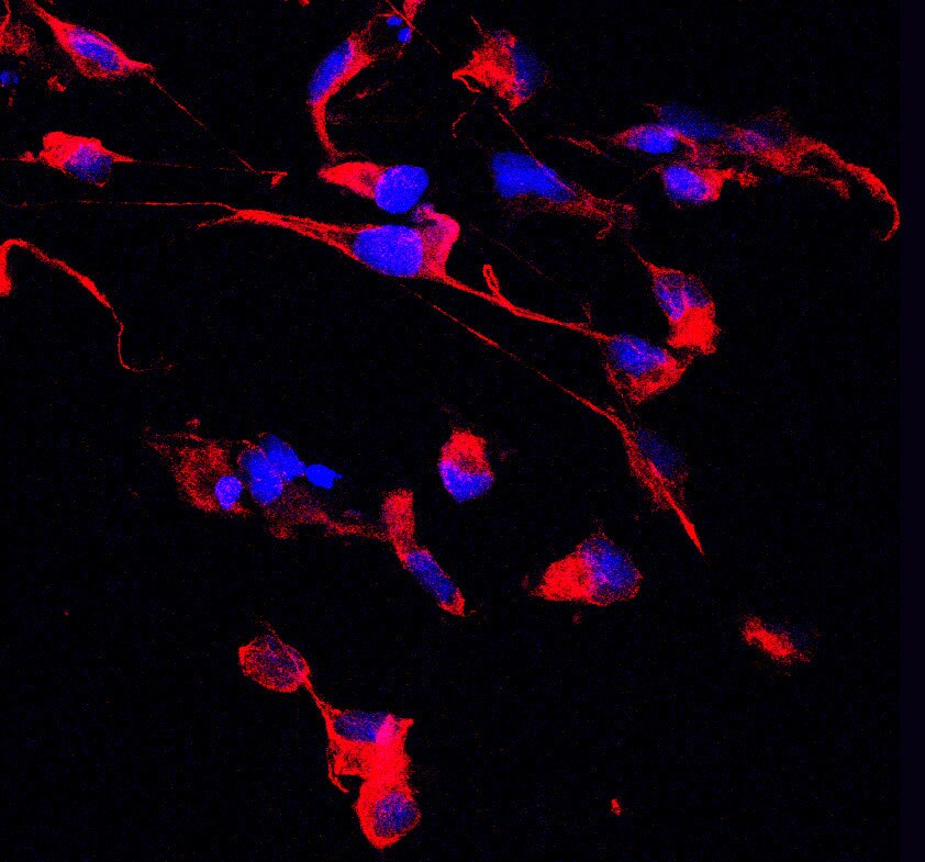 Nestin Antibody - BSA Free NB100-1604