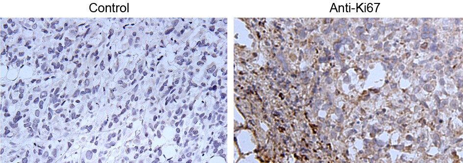 Ki67/MKI67 Antibody - BSA Free NB110-89717