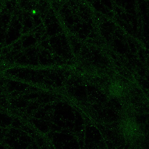 Adenosine A1R Antibody - BSA Free NB300-549