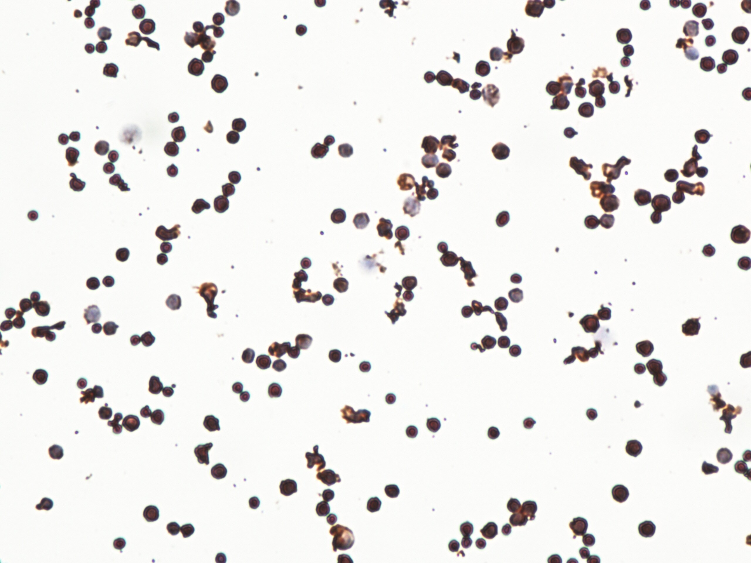 CCR2 Antibody (3G7) - BSA Free NBP2-35334