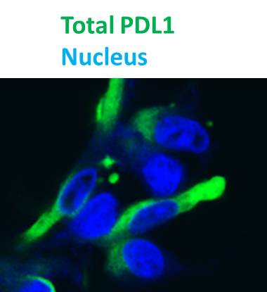PD-L1 Antibody (MIH5) [DyLight 488] NBP1-43262G