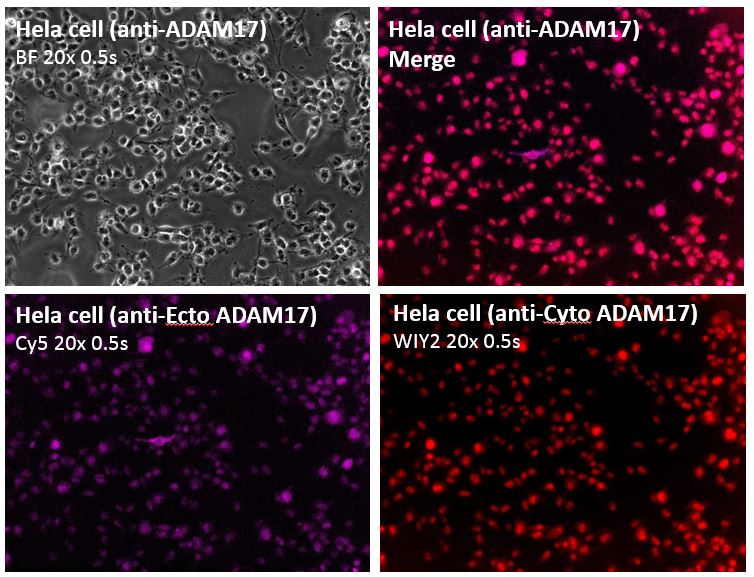 Human TACE/ADAM17 Cytosolic Domain Alexa Fluor® 594-conjugated Antibody FAB21291T