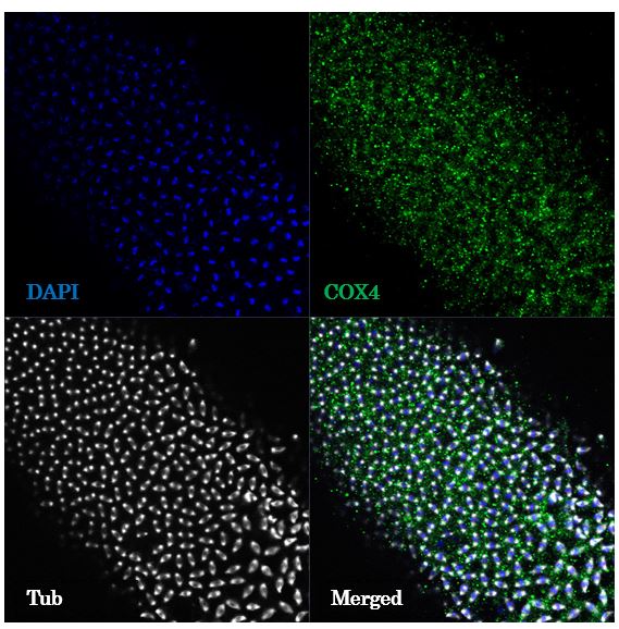 COX4 Antibody - BSA Free NB110-39115