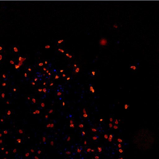 TDP-43/TARDBP Antibody [DyLight 550] NB110-55376R