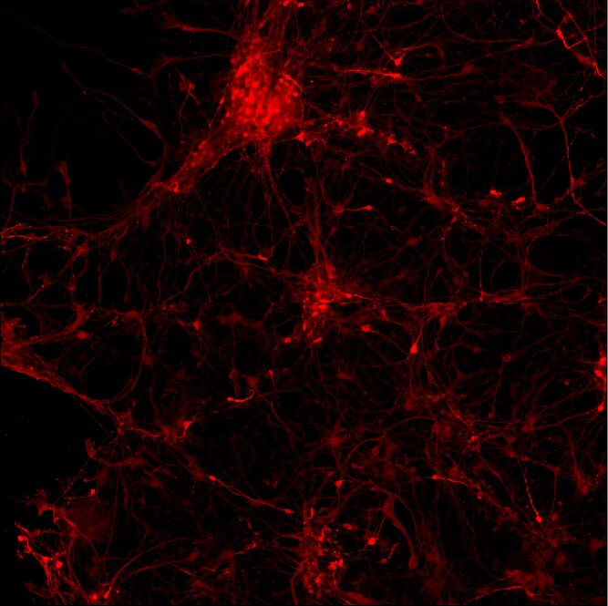 alpha-Synuclein Antibody - BSA Free NBP2-25146