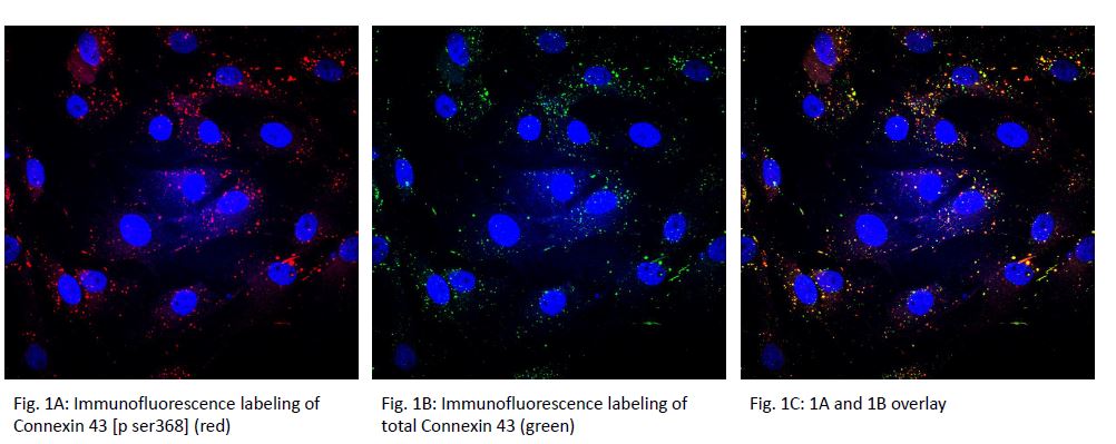 Phospho-Connexin 43/GJA1 (S368) Antibody PPS046