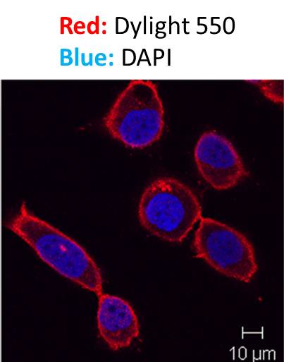 DAPI Solution NBP2-31156
