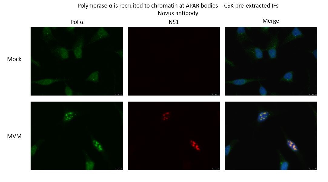 DNA polymerase alpha Antibody NBP1-47256