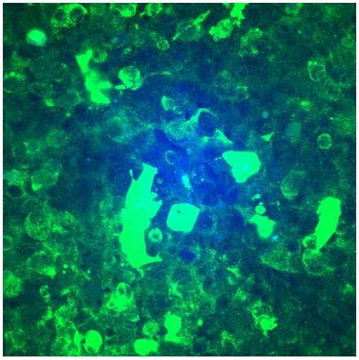 DYKDDDDK Epitope Tag Antibody - BSA Free NB600-345