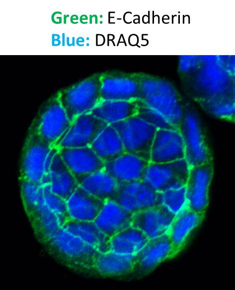 E-Cadherin Antibody (7H12) NBP2-19051