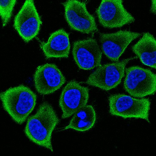 GAPDH Antibody NB300-327