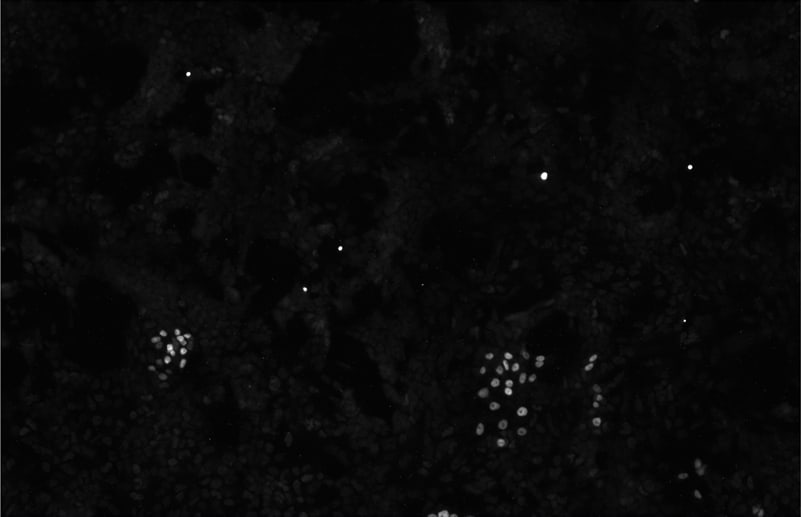 Human GATA‑6 Antibody AF1700