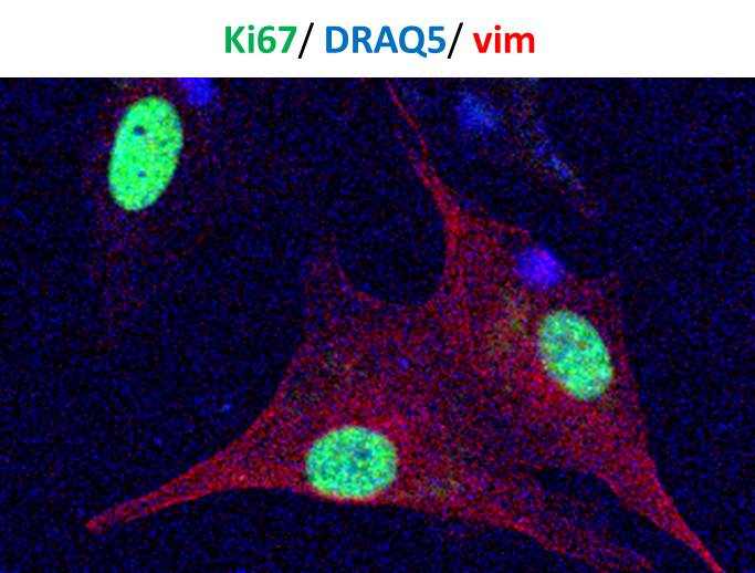 Donkey anti-Goat IgG (H+L) Secondary Antibody [PE] (Pre-adsorbed) NB7590