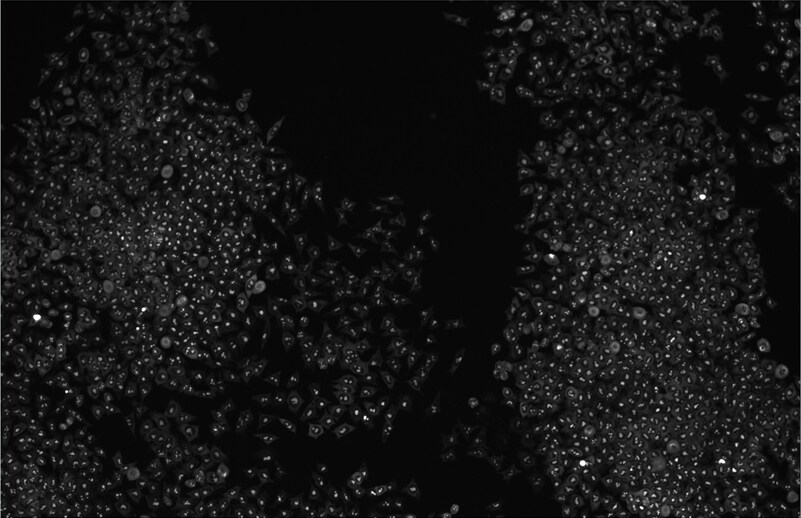 Human LIN-28A Antibody AF3757