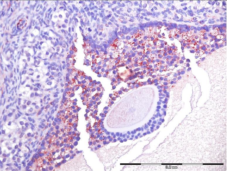 LHR Antibody - BSA Free NLS1436