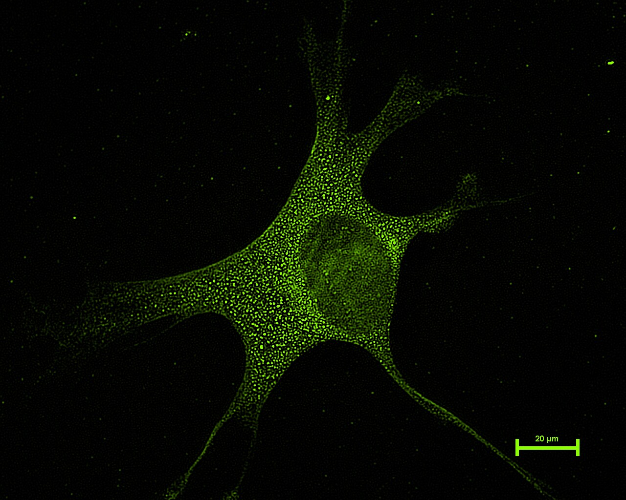 Mitofusin 1 Antibody - BSA Free NBP1-51841