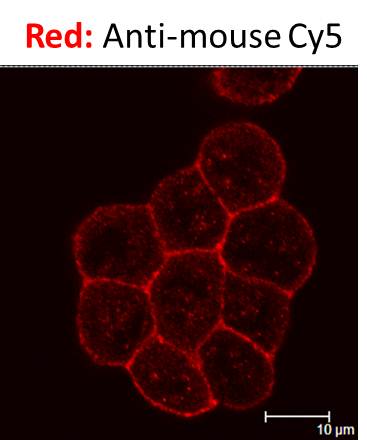 Goat anti-Mouse IgG (H+L) Secondary Antibody [Cy5] (Pre-adsorbed) NB7602