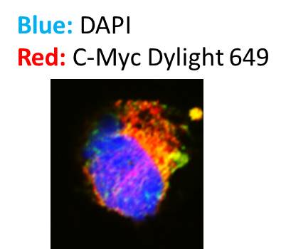 Goat anti-Mouse IgG Fc Secondary Antibody [DyLight 650] (Pre-adsorbed) NBP1-51898