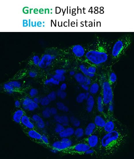 Goat anti-Mouse IgG (H+L) Secondary Antibody [DyLight 488] (Pre-adsorbed) NBP1-72874