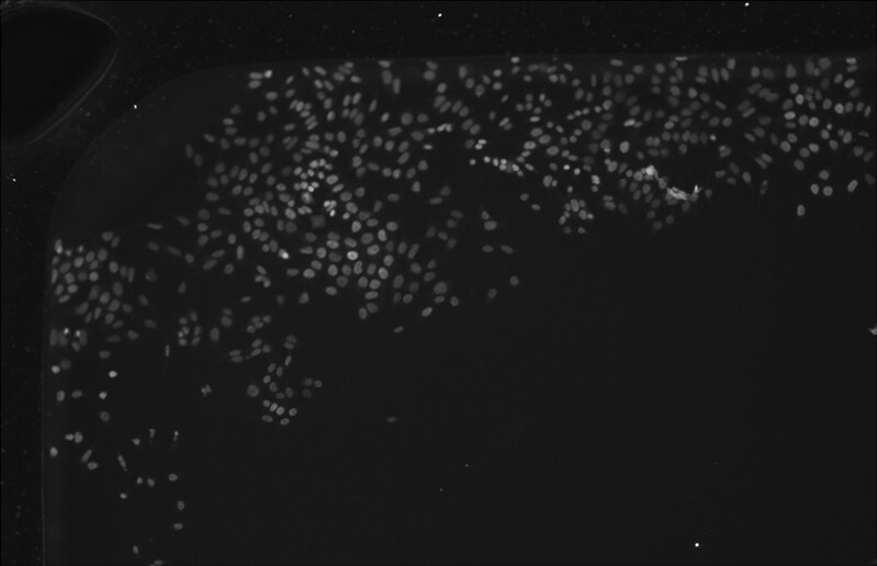 Human Otx2 Antibody AF1979