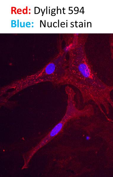 Donkey anti-Rabbit IgG (H+L) Secondary Antibody [DyLight 594] (Pre-adsorbed) NBP1-75642