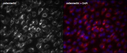 SPARC Antibody - BSA Free NBP1-80972