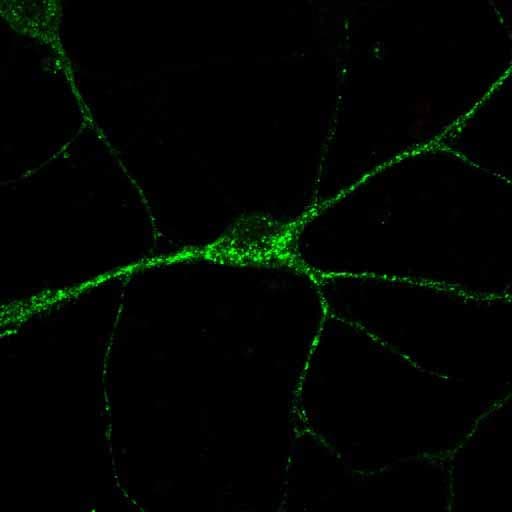 Mouse Sortilin Antibody AF2934