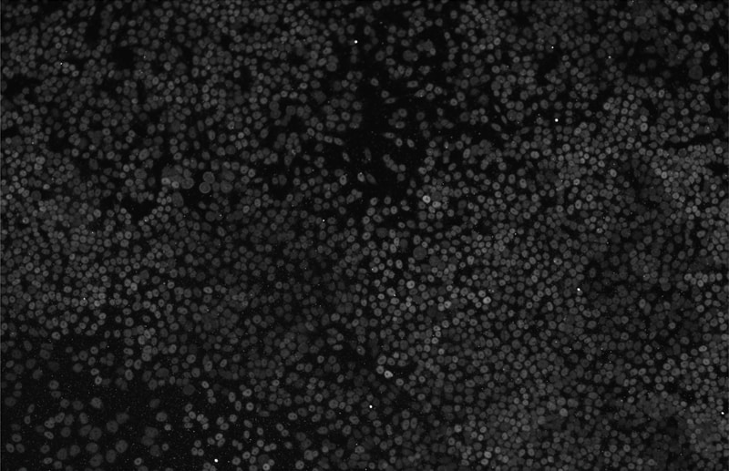 Human TBX3 Antibody AF4509