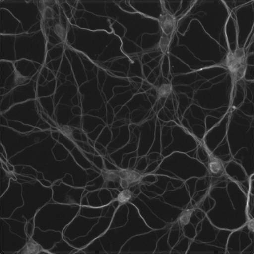 beta-III Tubulin Antibody - BSA Free NB100-1612
