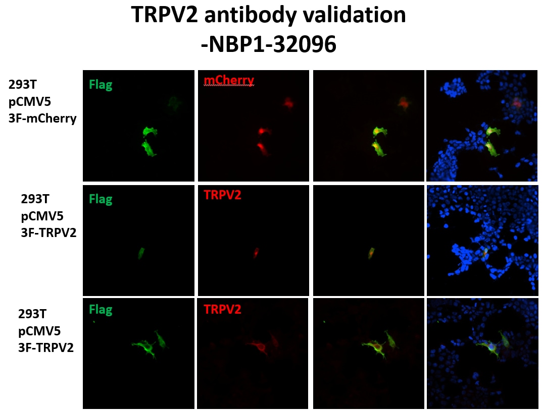 VRL1 Antibody - BSA Free NBP1-32096