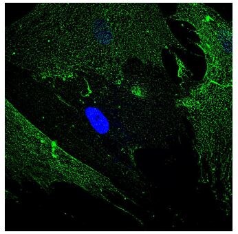 Human/Porcine/Canine CD90/Thy1 Antibody AF2067