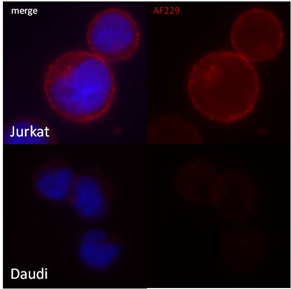 Human CD30/TNFRSF8 Antibody AF229