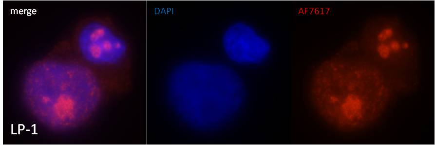 Human Ki67/MKI67 Antibody AF7617