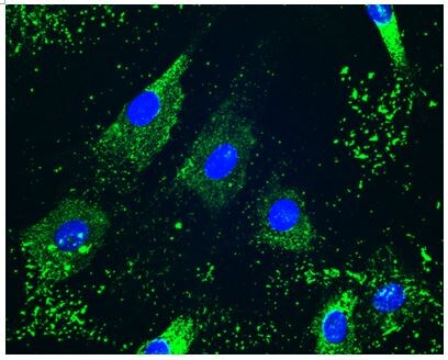 Collagen VI alpha 2 Antibody (2C5-F2) - Azide and BSA Free H00001292-M01