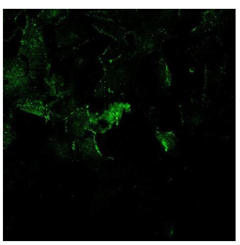 Claudin-1 Antibody (1C5-D9) - Azide and BSA Free H00009076-M01