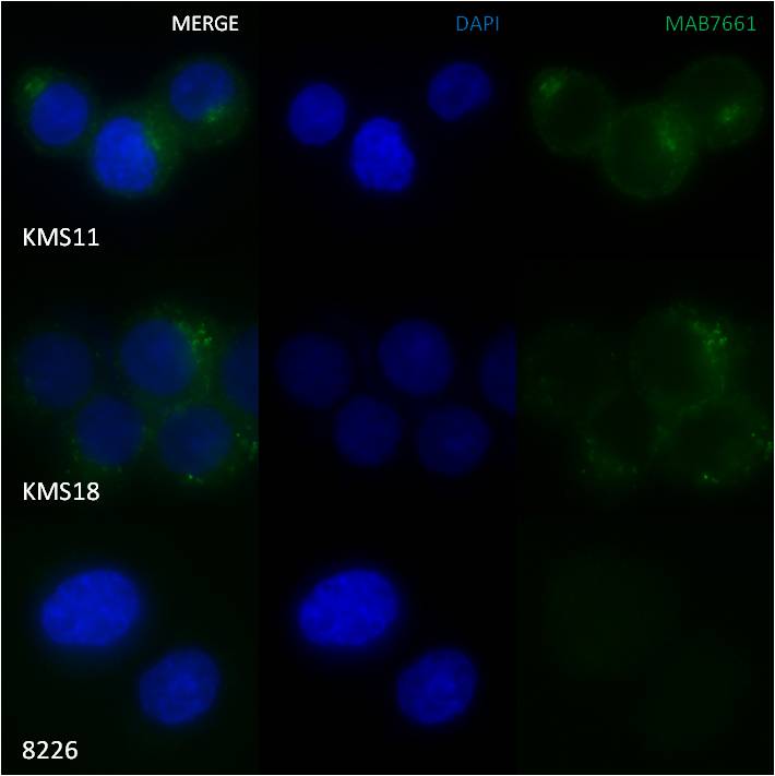 Human FGFR3 Antibody MAB7661