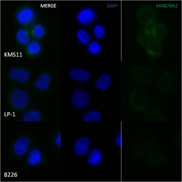 Human FGFR3 (IIIc) Antibody MAB7662