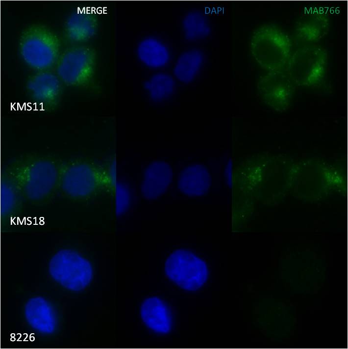 Human FGFR3 Antibody MAB766