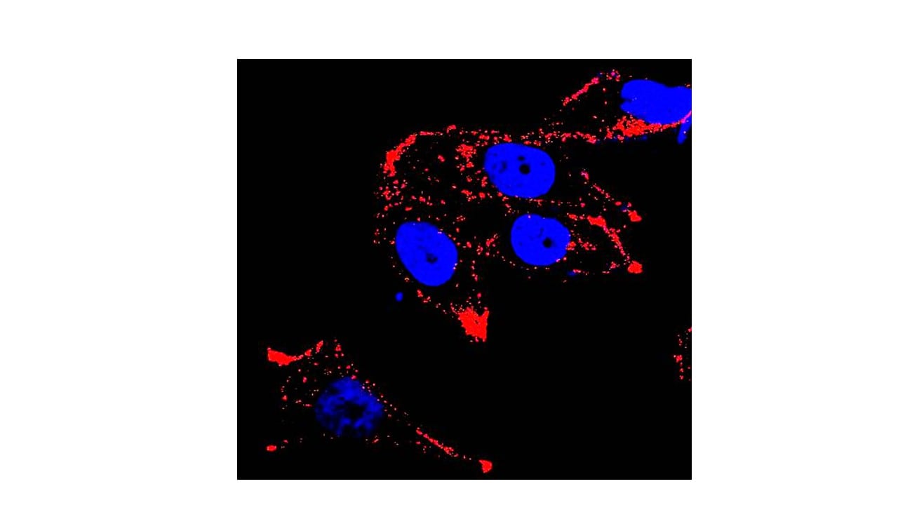 Caveolin-1 Antibody (7C8) - BSA Free NB100-615