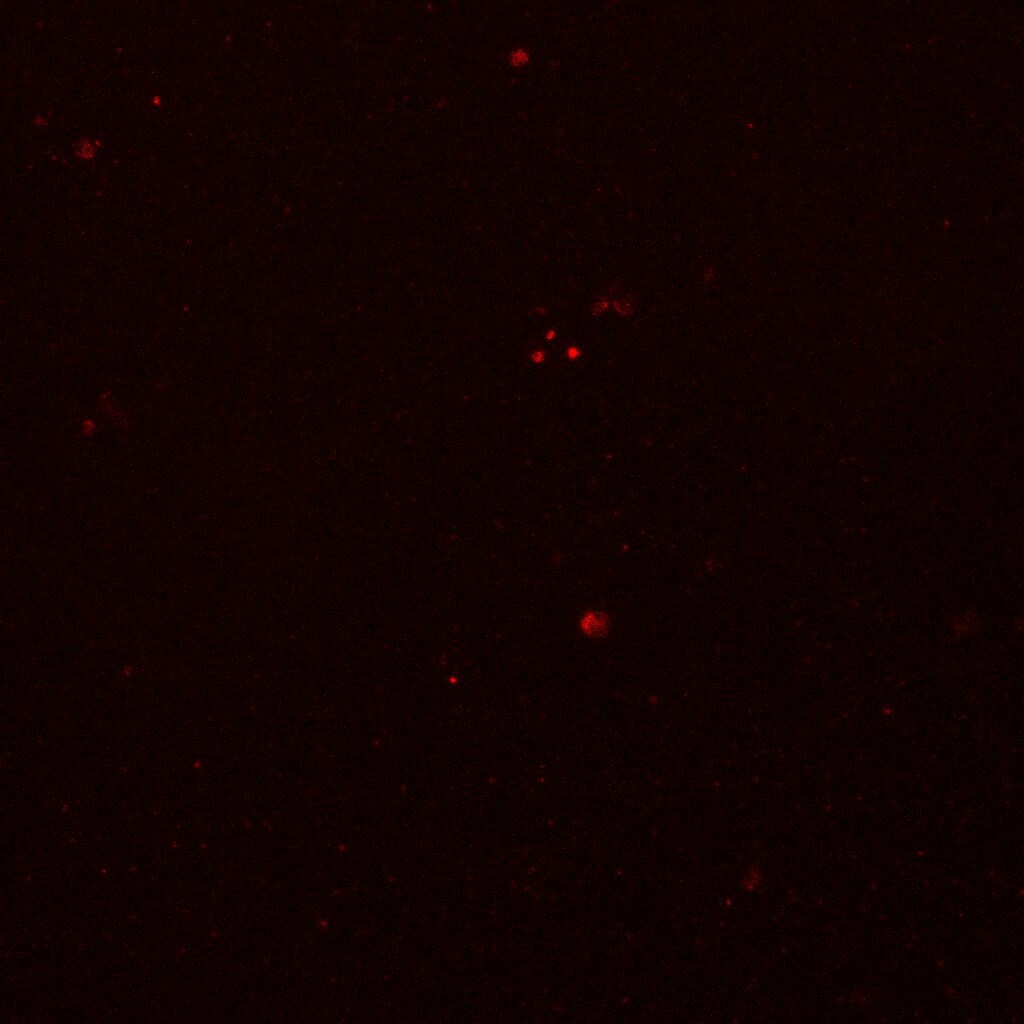 NMDAR1 Antibody (R1JHL) NB300-118