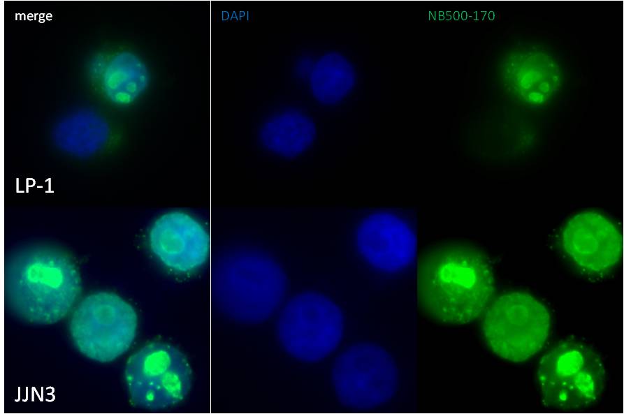 Ki67/MKI67 Antibody - BSA Free NB500-170