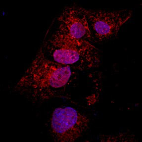 LC3A Antibody - BSA Free NBP1-19167