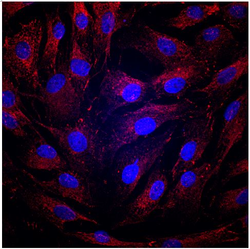 Tight Junction Protein 1 Antibody - BSA Free NBP1-85047