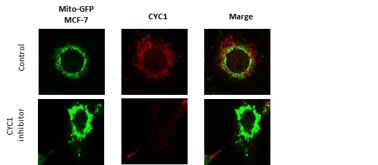 CYC1 Antibody - BSA Free NBP1-86872