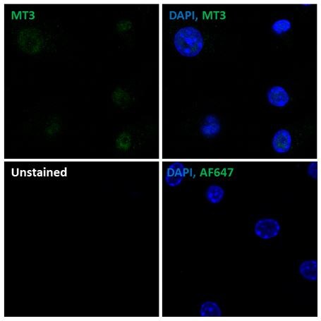Metallothionein-3 Antibody - BSA Free NBP1-89772